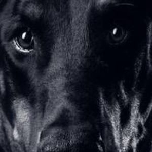 Meet your Posher, Nazly